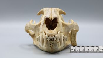 Media type: image;   Mammalogy 30709 Description: Frontal view of Felis concolor concolor skull. ;